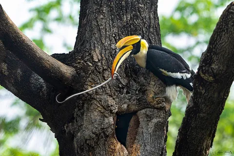 🔥Great hornbill feeding the female with a snake at Rajaji tiger reserve, India. 🔥