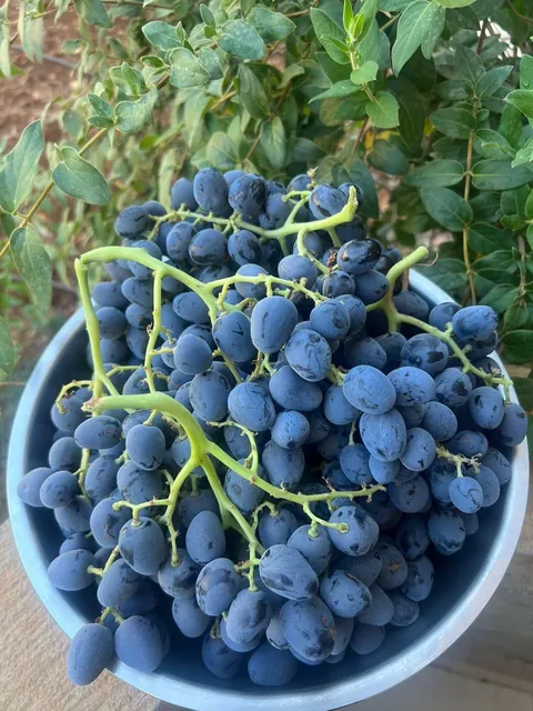 Everything my fruit garden produced this year. I’m so grateful 