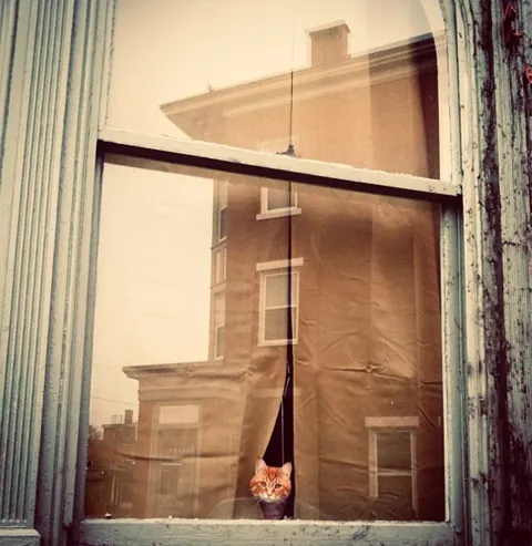 ITAP of a cat in a city window 