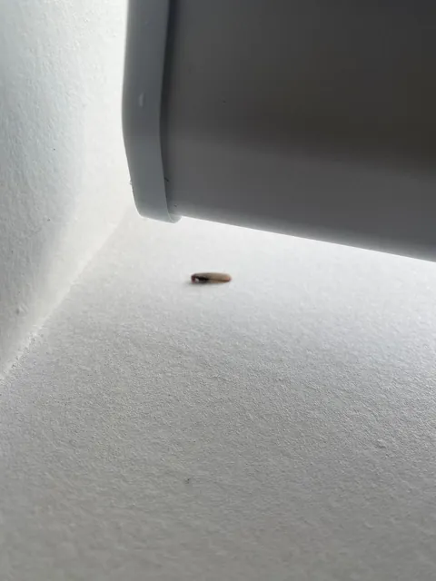 Called an inspector. He found roommates I didn’t know I had.