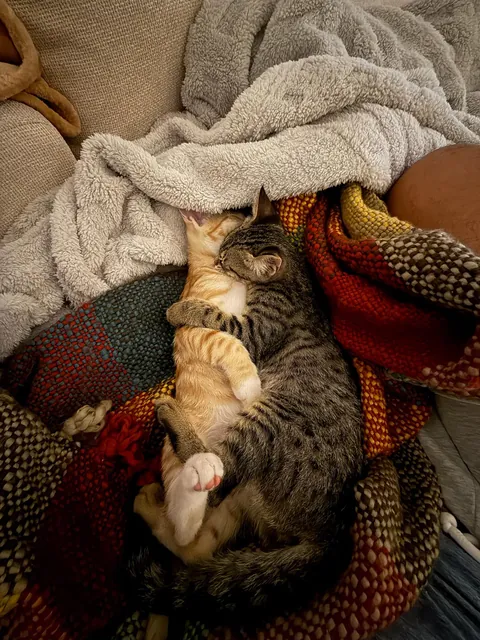 I love when my cats hug each other when they sleep ❤️