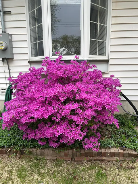 My azalea is going absolutely crazy this year 😍 what did I do right??