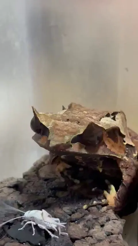 🔥 Proceratophrys boiei, commonly known as Boie's frog  (Looks like a leaf) 🔥 