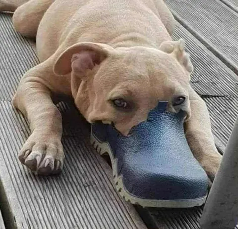 What kind of croc is this?