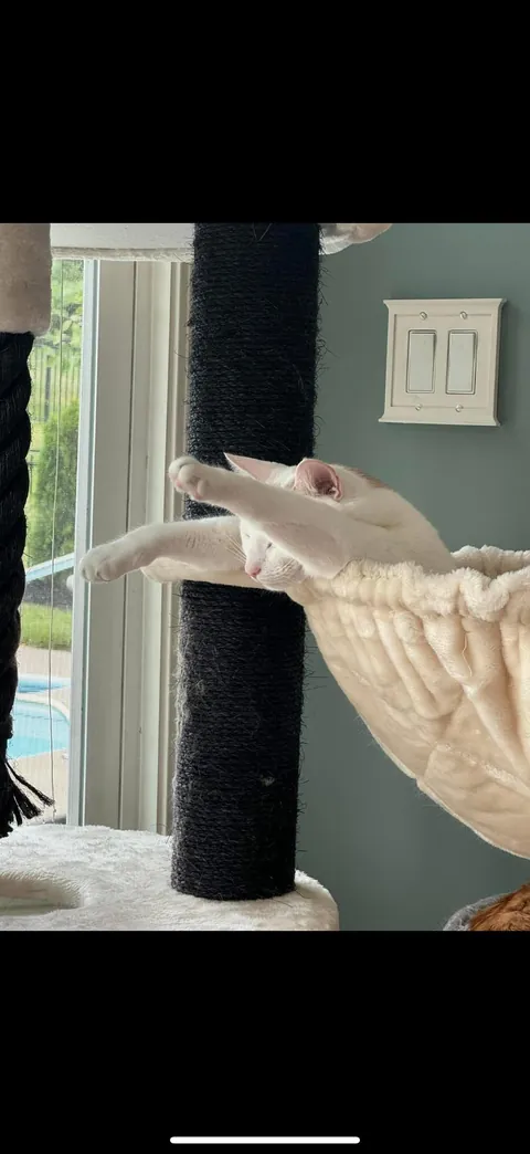 my cat sits like this for hours…