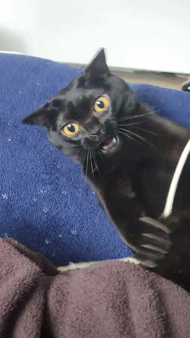 Shoestrings don't stand a chance