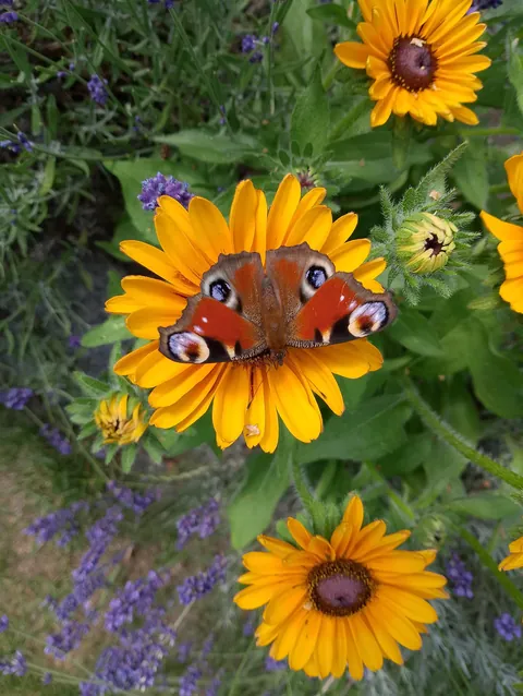 Summer flowers
