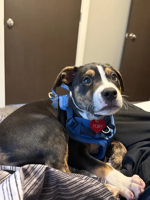 Is this a Swiss mountain dog