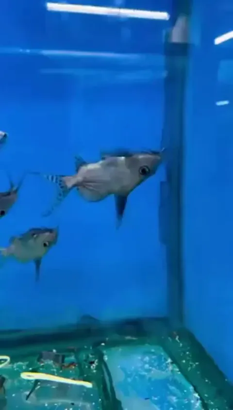 the synodontis nigriventris is a fish that always swims upside down