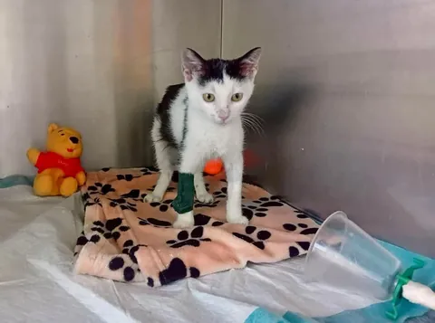 Sick, chewed up by dogs, lungs destroyed and given only a week to live when he was a kitten to being healthy and loved, meet my little fighter Kiki