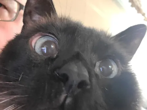 Diablo, 18 years still wasn't enough. I've loved you every day of your life, minus a few weeks at the beginning before we met you. Wait for us, we'll be there before you know it