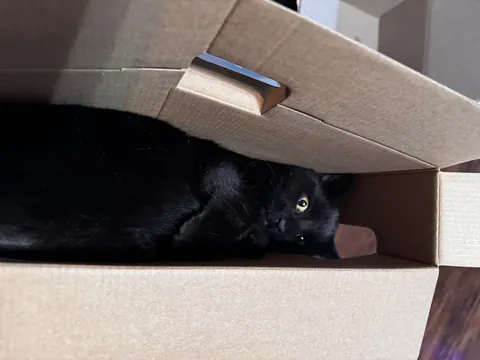 My Black Bobtailed Void