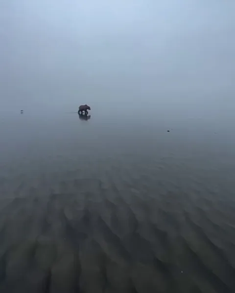 🔥Female brown bear moves across the foggy mudflats during low tide
