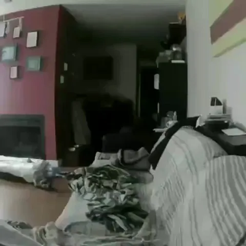 This surveillance camera catch the moment a dog took his owner shoe and sleep beside this showing how much he miss his owner meanwhile he was at work.