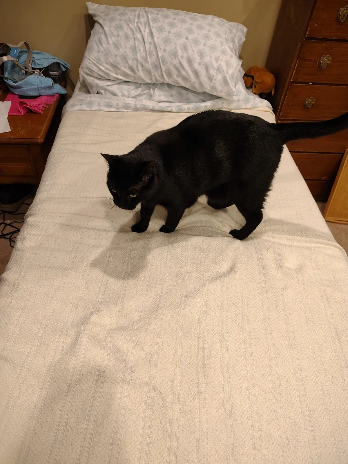 I washed the white blanket after Samhain made it grey again. This is him not 30 seconds after I put it back on the bed. Every single time...