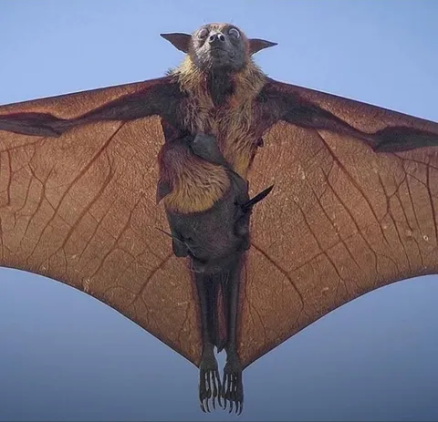 An Indian Flying Fox and its baby