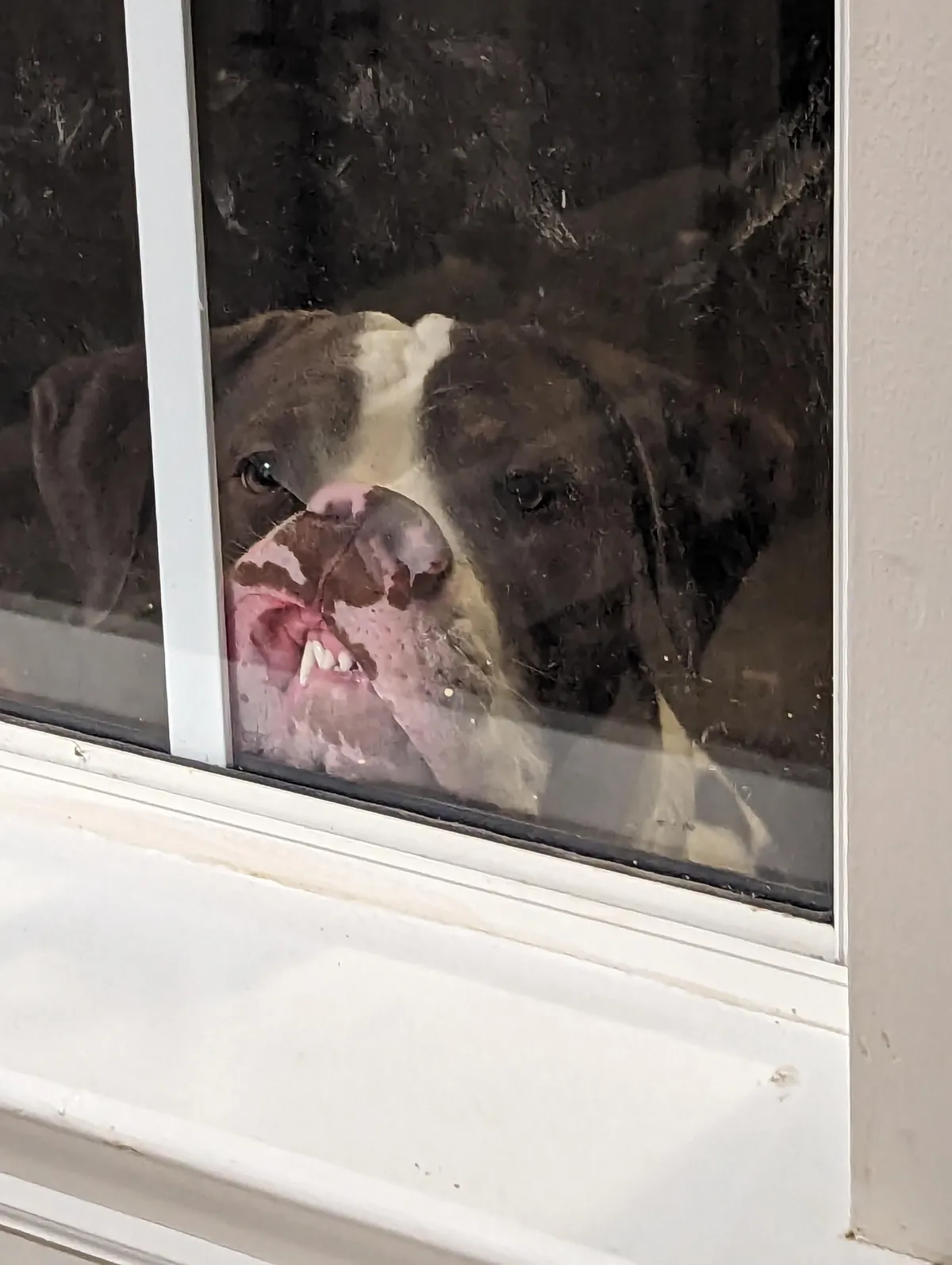 Since everyone loved him so much as a puppy, here he is at least a little grown up