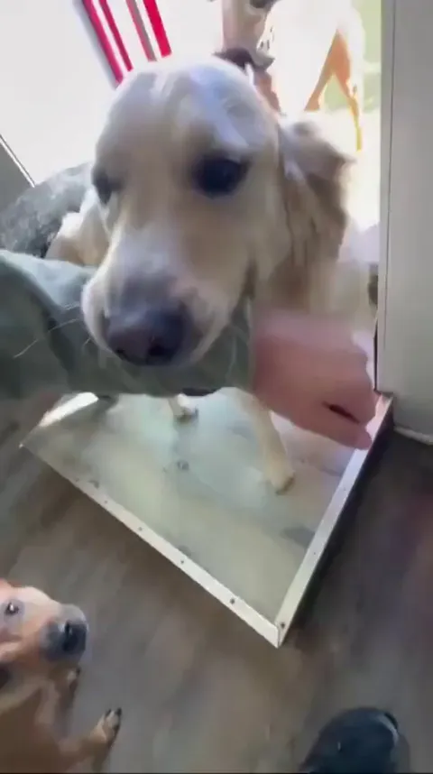 Theo making sure his big sister gets pets at day care