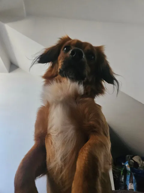 This is what i wake up to most mornings. He just sits over me and stares.