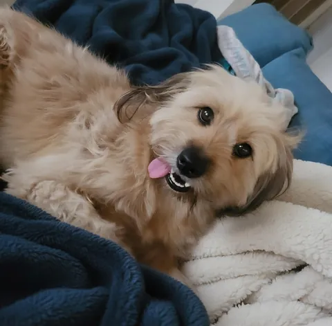 Phoebe lounging like the princess she knows she is