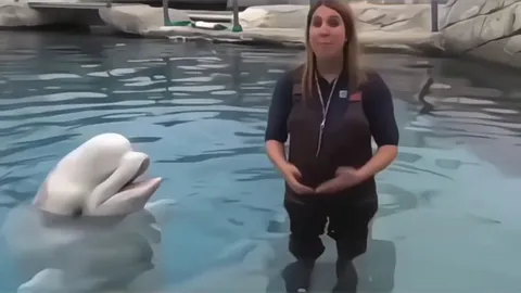 Beluga Whales don't have vocal chords
