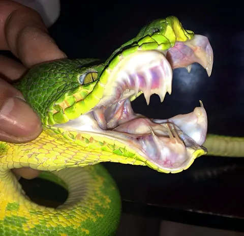 The bared teeth of an Emerald Tree boa