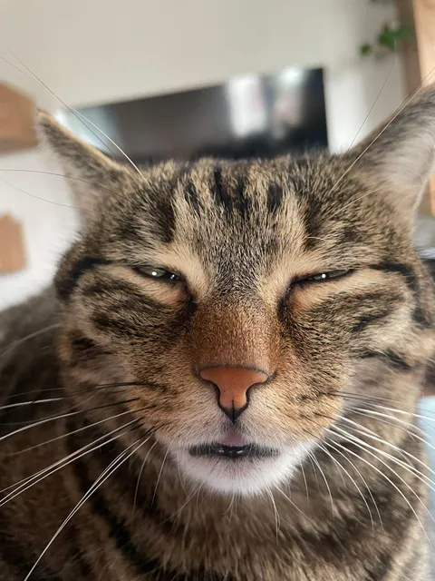 My cat slept on my belly, and i had to share his beatiful face with you guys