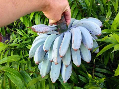 The Blue Java Banana, which is said to have the same consistency as Ice Cream and a similar flavour to vanilla