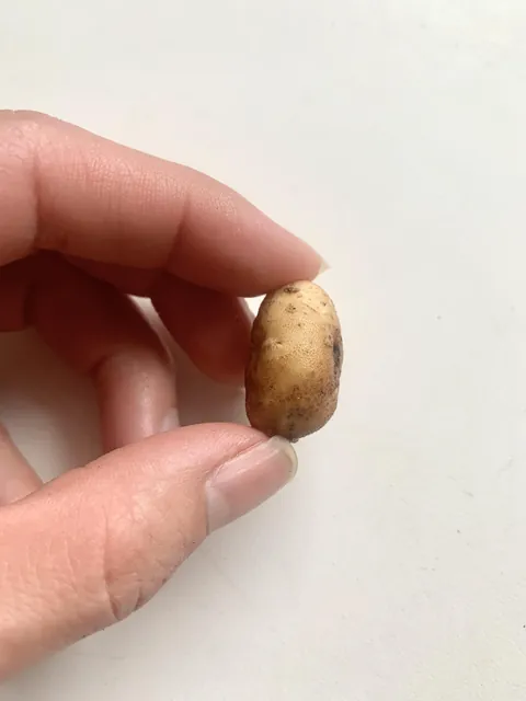 Waited the entire summer to harvest potatoes and this is all my garden produced.