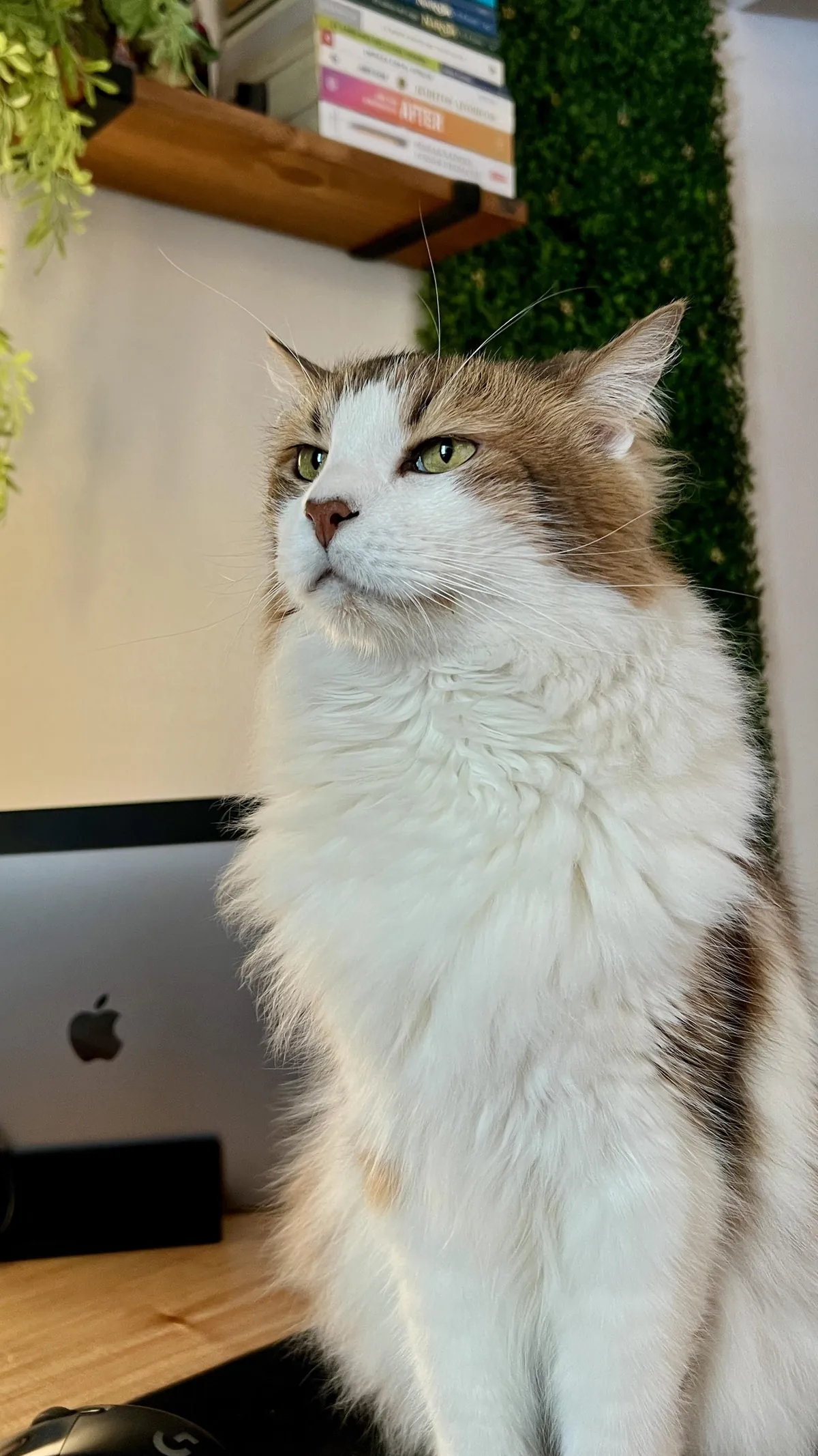 He’s the king of my house