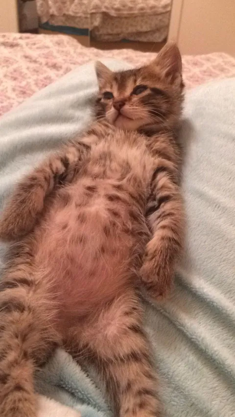 what a belly