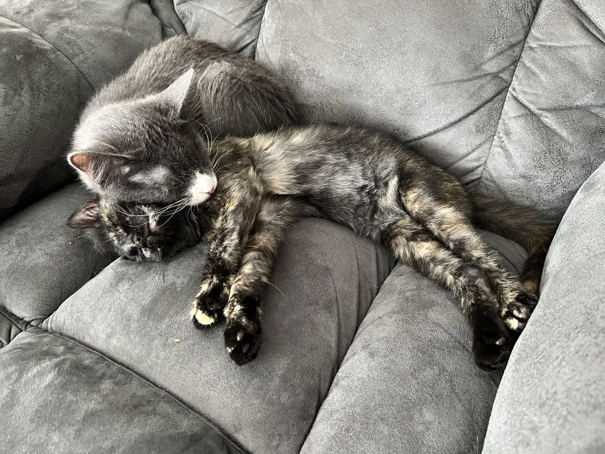 Our kittens are loving their new life outside of the humane society