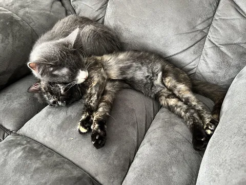 Our kittens are loving their new life outside of the humane society