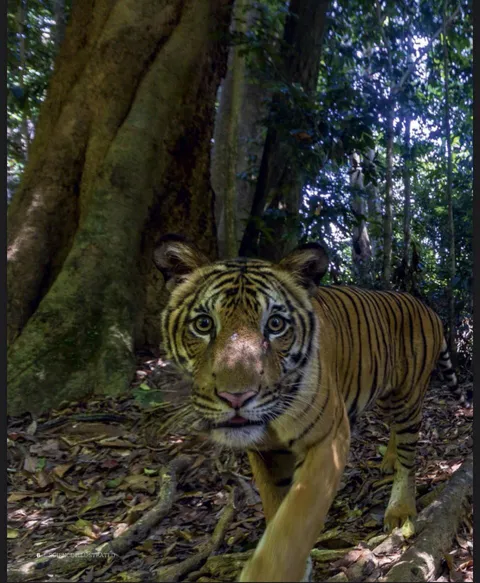 🔥 Rare Malayan tiger triggered selfie from photo trap.