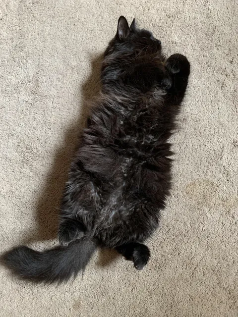 my cat has fluffy black stuff growing out of his skin, is this dangerous? it’s on his entire body