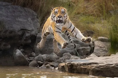 🔥A tiger caught mid leap in the Panna Tiger Reserve in India . Credit to Sanjeet Mangat