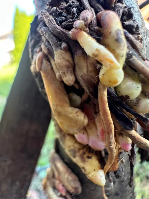 HELP WHAT IS WRONG WITH MY APPLE TREE