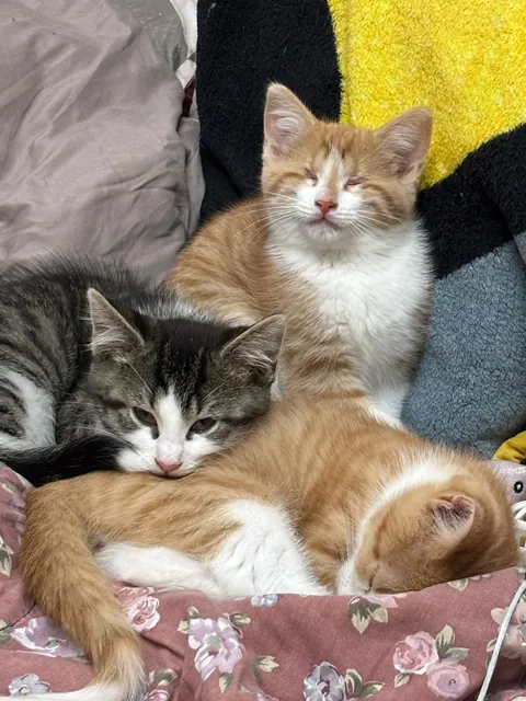 Born with no EyeBalls (anophthalmia)... My Beauty Queen