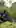 Up-close encounter with a wild mountain gorilla while trekking in Rwanda