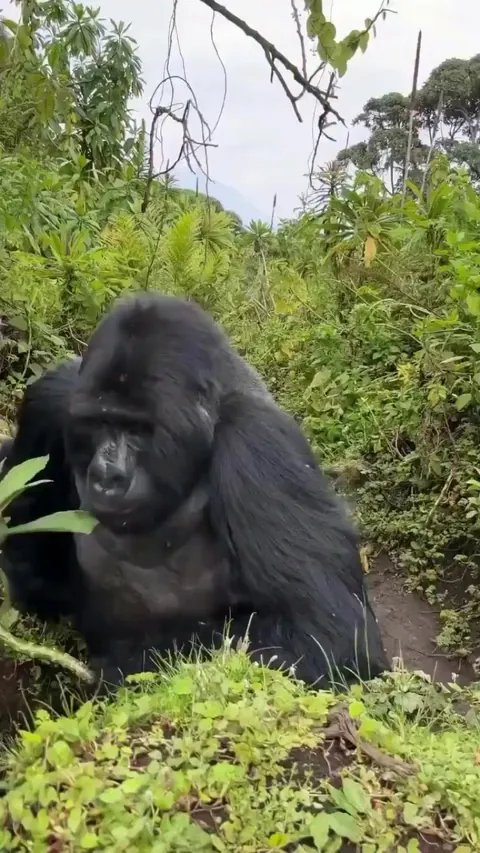 Up-close encounter with a wild mountain gorilla while trekking in Rwanda