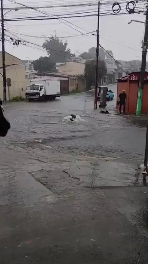 He helped this little guy out of a life-threatening situation during a tidal wave and brings him to safety.