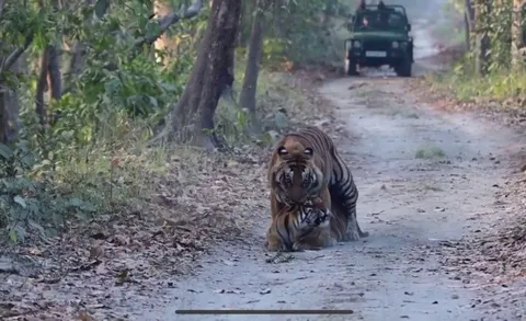 🔥 The new resident male in Pilibhit Tiger Reserve is certainly not a fan of the tourists 🔥