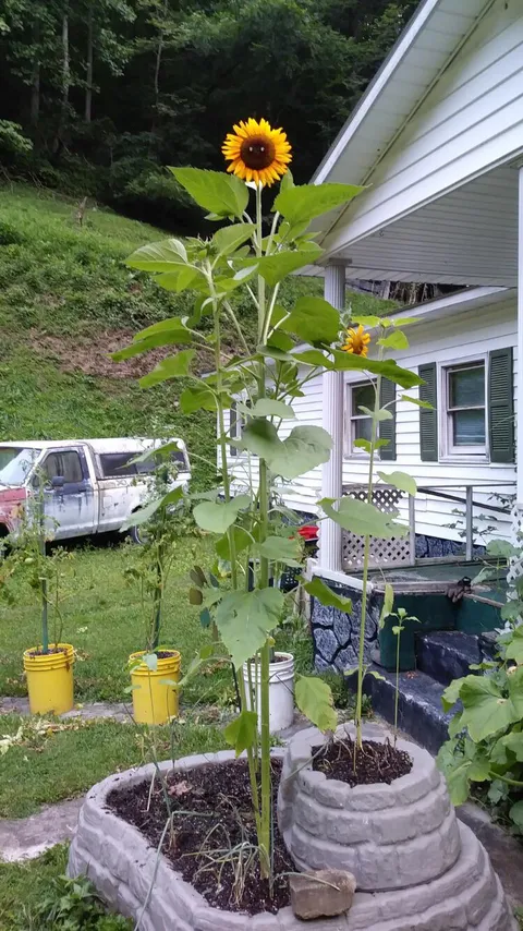 Two bees landed on my sunflower giving it eyes