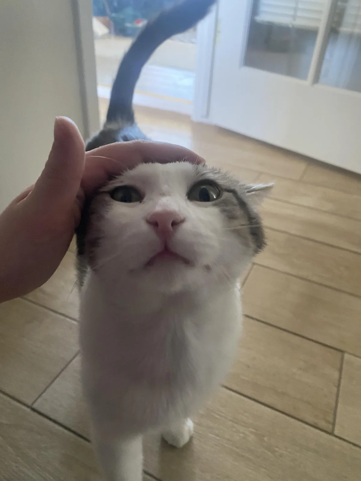 What’s your cat’s given name vs. their nickname