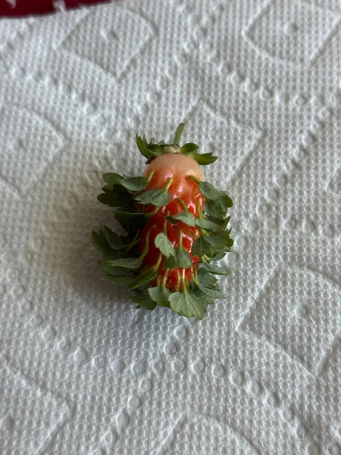 Vivipary strawberry!