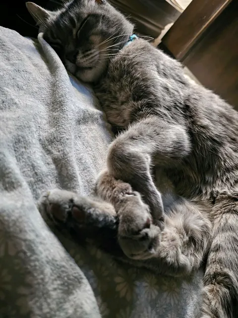 Tribute to my boy Franklin, my dearest friend. My family got him when I was three years old, I've known him my entire life. We had to say goodbye to him yesterday. He fell asleep forever in my arms. I miss you buddy.