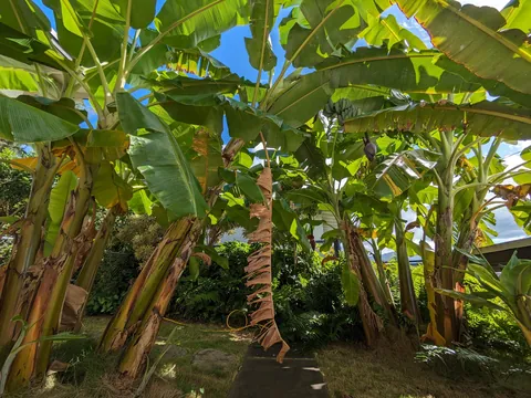 Our banana trees turned into a jungle (Before/After Photos)