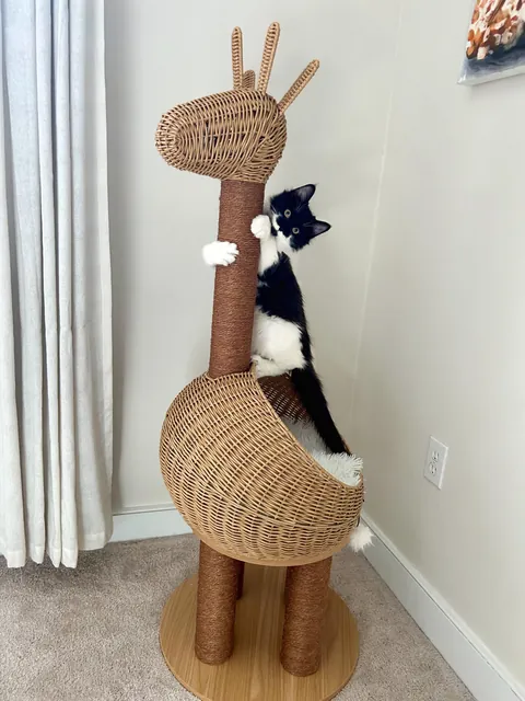 The dumpster cat that gave me cat scratch disease.