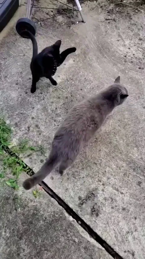 One of the best cat videos out there