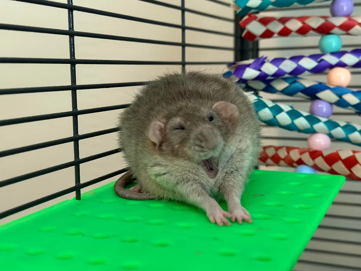 In Loving Memory of President Link 💔